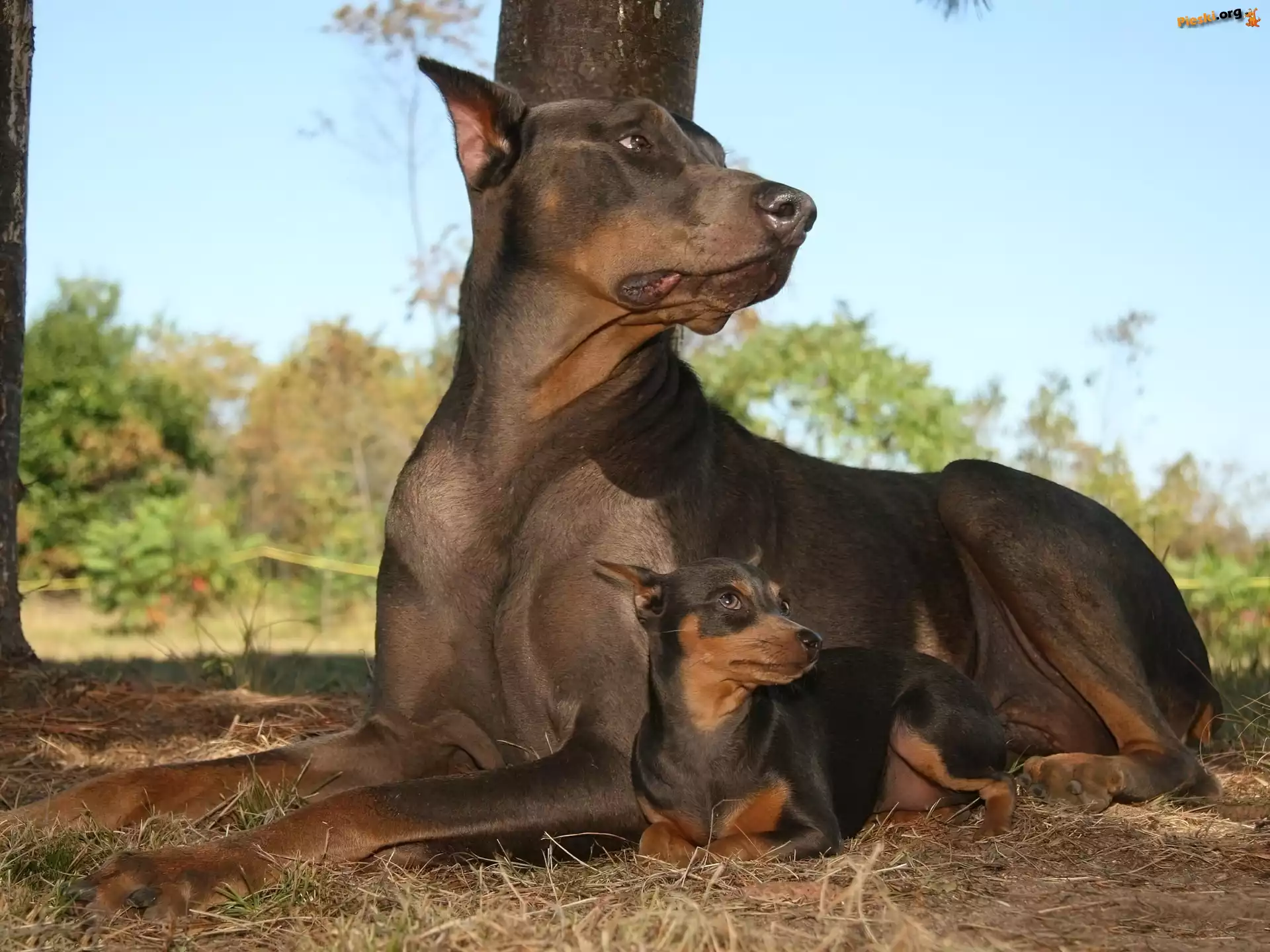 Ma³y, Du¿y, Doberman, Pinczer